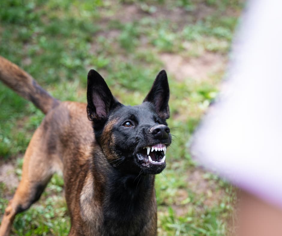 dog baring teeth, ears pointing straight up