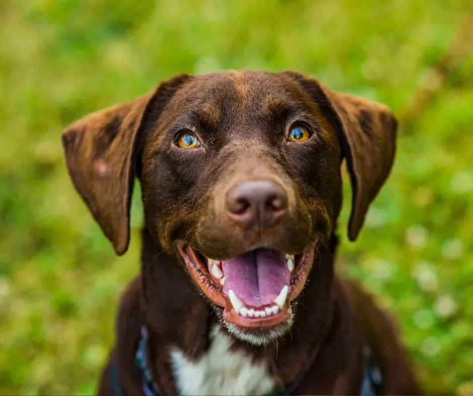 The Important Role Lawyers Play After a Dog Attack